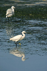 Image showing Great White heron, beautiful nature animal photo