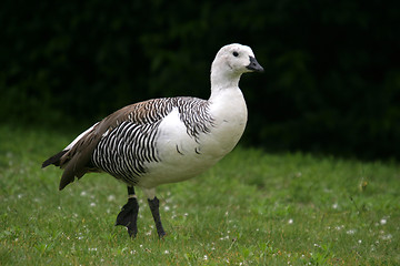 Image showing beautiful duck in a lake, nature animal photo