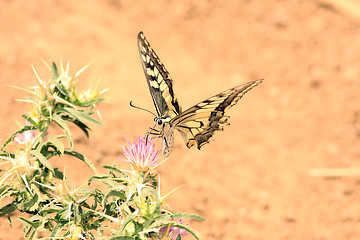 Image showing beautiful butterfly, nature and wildlife photo