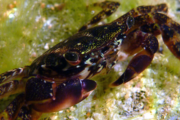 Image showing beautiful crab, nature underwater photo