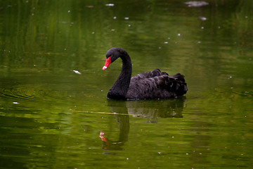 Image showing Black swan (Cygnus atratus), beautiful nature animal photo