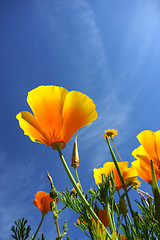 Image showing beautiful tulips, beautiful flowers