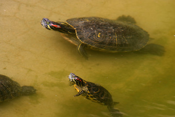 Image showing animal nature photo, Red-eared Slider (Trachemys scripta elegans