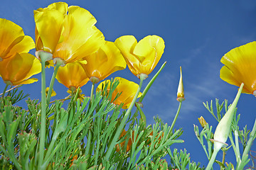 Image showing beautiful tulips, beautiful flowers