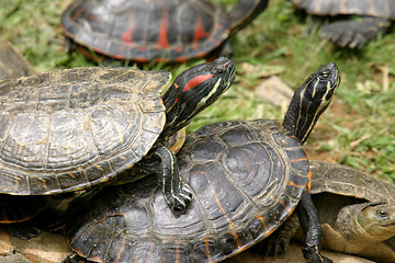 Image showing animal nature photo, Red-eared Slider (Trachemys scripta elegans