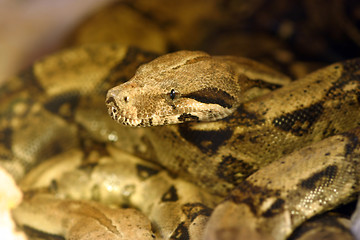 Image showing Boa constrictor snake, nature animal photo