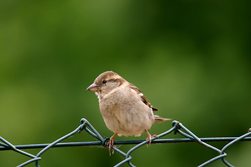 Image showing beautiful sparrow in nature, nature animal photo