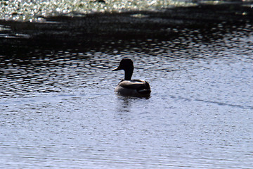 Image showing beautiful duck in a lake, nature animal photo