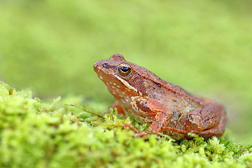 Image showing beautiful macro photo of an iberian frog, nature and wildlife of