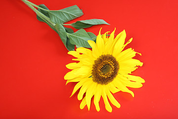 Image showing Close-up of sunflower, nature photo