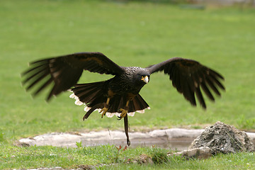 Image showing beautiful hawk, animal nature photo