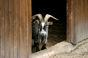 Image showing beautiful goat, animal nature photo