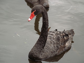 Image showing Black swan