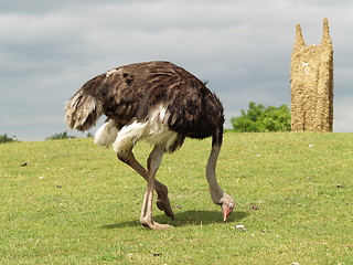 Image showing Ostrich