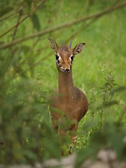 Image showing Tiny deer