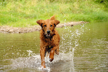Image showing Running dog