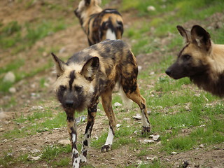 Image showing Hyena