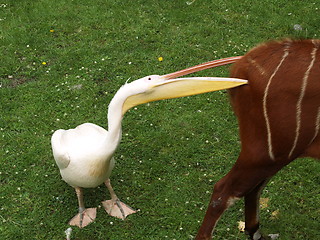 Image showing Pelican bites