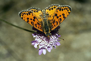 Image showing Melitaea didyma