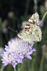 Image showing Vanessa Cardui