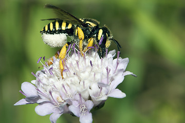 Image showing Apis Mellifica