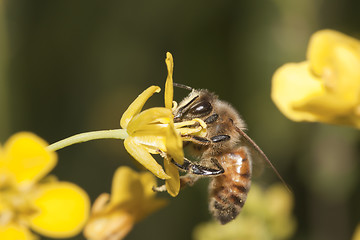 Image showing Apis Mellifica