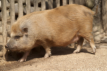 Image showing Maiale Coreano Korean Pork