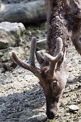 Image showing Pere David’s deer  (Elaphurus davidianus)