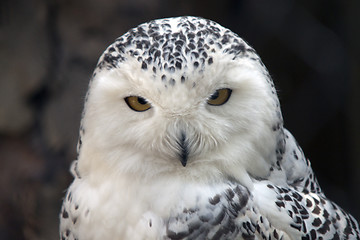 Image showing Snowy Owl Particular