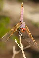 Image showing Dragonfly on branch