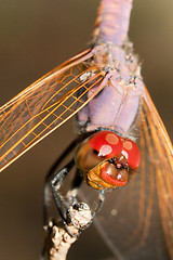 Image showing Dragonfly on branch