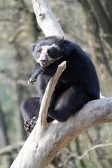 Image showing Andean bear