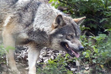 Image showing Wolf