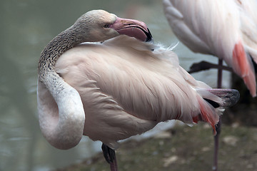 Image showing Flamingo particular