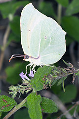 Image showing Gonepteryx