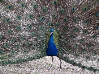 Image showing Peacock