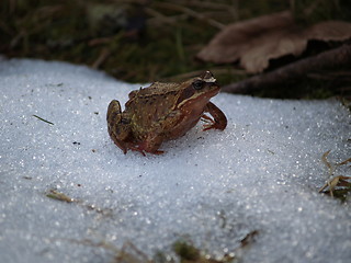 Image showing Frog on snow, Averøy