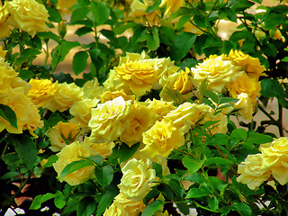 Image showing yellow roses