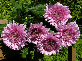 Image showing Purple Chrysantemum