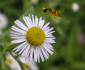 Image showing Looking for some food...:)