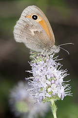 Image showing coenonympha pamphilus