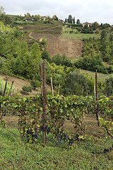 Image showing Hills of Monferrato