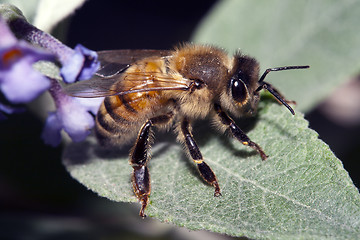 Image showing Apis Mellifica