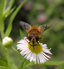 Image showing Working bee