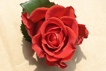 Image showing Rose