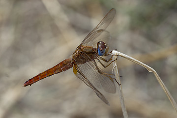 Image showing Dragonfly on branch