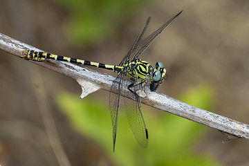 Image showing Dragonfly on branch