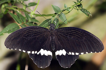 Image showing Common Mormon Papilio polytes Linnaeus, 1758