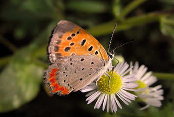 Image showing Butterfly