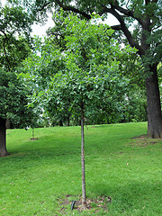 Image showing Kensington gardens, London